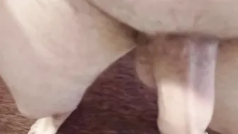 Lindo twink con gran polla y grandes pelotas se masturba en solitario