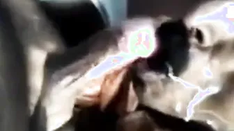 Oso indio maduro hace una mamada amateur a un hombre mayor