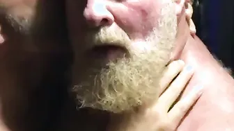 Urso papai relutante beijado por homem amador