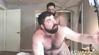Oso peludo se lo comen el culo y lo follan a pelo por un barbudo