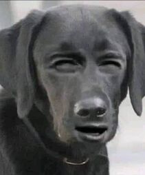 graygallen